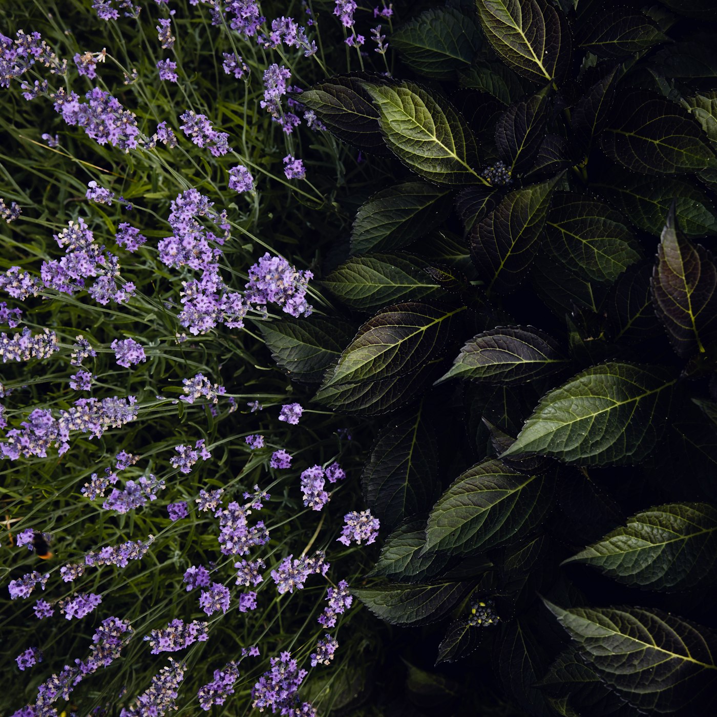 Ramos de lavanda em luz baixa